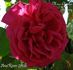 Madame Charles Boutmy rose photo