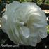 Cinderella rose photo