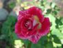 Exciting rose photo