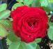 Merci rose photo