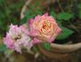 Rosie ™ rose photo