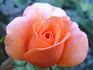 Jack's Wish rose photo