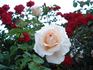 Fee rose photo