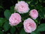 Little Pink Pet rose photo