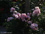 Bournonville ™ rose photo