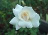 Grand Mogul rose photo