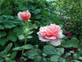 Les Sjulin rose photo