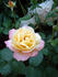 Charlotte Brownell rose photo
