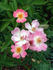 Wind Chimes rose photo
