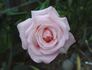 Lily the Pink rose photo