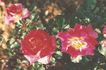 Jean Adrien Mercier ® rose photo