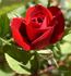 Fiona Old Parade ® rose photo
