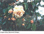 Copper Glow rose photo