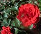 Hocus-Pocus rose photo