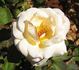 White Ma Perkins rose photo