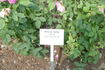 Madame de Tartas rose photo
