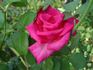 Jean du Tilleux rose photo