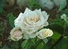 Kameleon rose photo