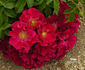 Chimo ® rose photo