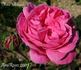Madame Nérard rose photo