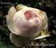Émotion rose photo