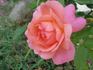 Eyecatcher rose photo