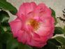 Eyecatcher rose photo