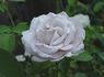 Cologne rose photo