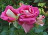 Alter Ego rose photo