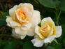 Chamois Doré rose photo