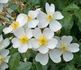White Fleurette ® rose photo