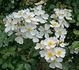 White Fleurette ® rose photo