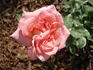 Nácar rose photo