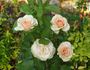 Calliope rose photo