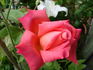 Argovia rose photo