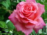 Argovia rose photo