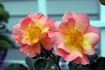 Irene's Delight rose photo