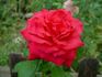 Ain't She Sweet rose photo