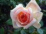 Dakota's Song rose photo