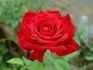 Monumental rose photo