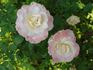 Titanic rose photo