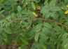 <i>Rosa davurica</i> Pall. rose photo