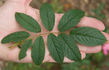 <i>Rosa davurica</i> Pall. rose photo