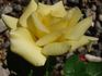 Ards Beauty rose photo
