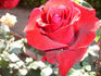 Jardinero Ortiz rose photo