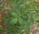 <i>Rosa iberica</i> Steven ex M.Bieb. rose photo