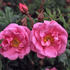 Frigg rose photo