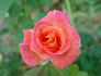 Elizabeth Scholtz rose photo