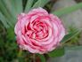 Attracta rose photo
