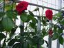 Belkanto rose photo